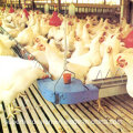 Équipement de ferme de poulet d&#39;Automtic pour la maison de Breeder